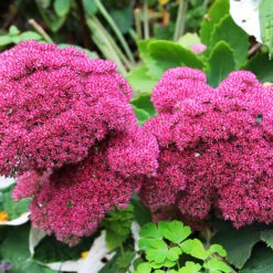 Autumn Joy Sedum -The Tree Center Autumn Joy Sedum 1 copy 600x600 1