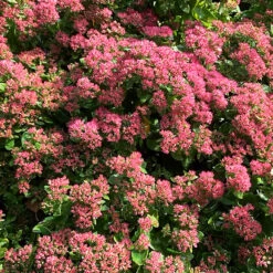 Autumn Joy Sedum -The Tree Center Autumn Joy Sedum 2 copy 600x600 1