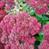 Autumn Joy Sedum