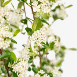 Autumn Magic Black Chokeberry -The Tree Center Autumn Magic Black Chokeberry 5G 02 copy 600x600 1