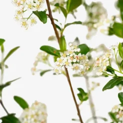 Autumn Magic Black Chokeberry -The Tree Center Autumn Magic Black Chokeberry 5G 05 copy 600x600 1