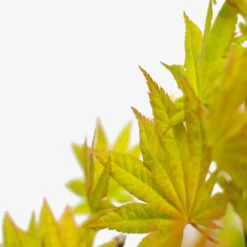 Autumn Moon Japanese Maple 8 Autumn Moon Japanese Maple -The Tree Center Autumn Moon Japanese Maple 3G 03 600x600 1