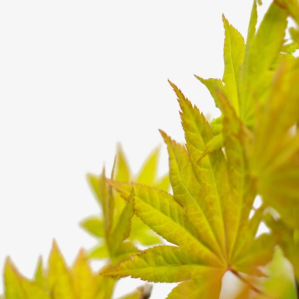 Autumn Moon Japanese Maple 4 Autumn Moon Japanese Maple - Image 4
