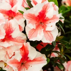 Autumn Starburst Encore Azalea -The Tree Center Autumn Starburst Encore Azalea 4 copy jpg