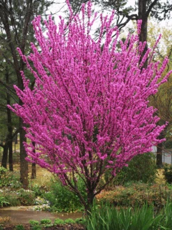 Avondale Redbud -The Tree Center Avondale Redbud 1