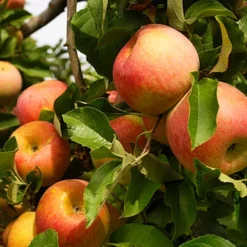 Aztec Fuji Apple Tree