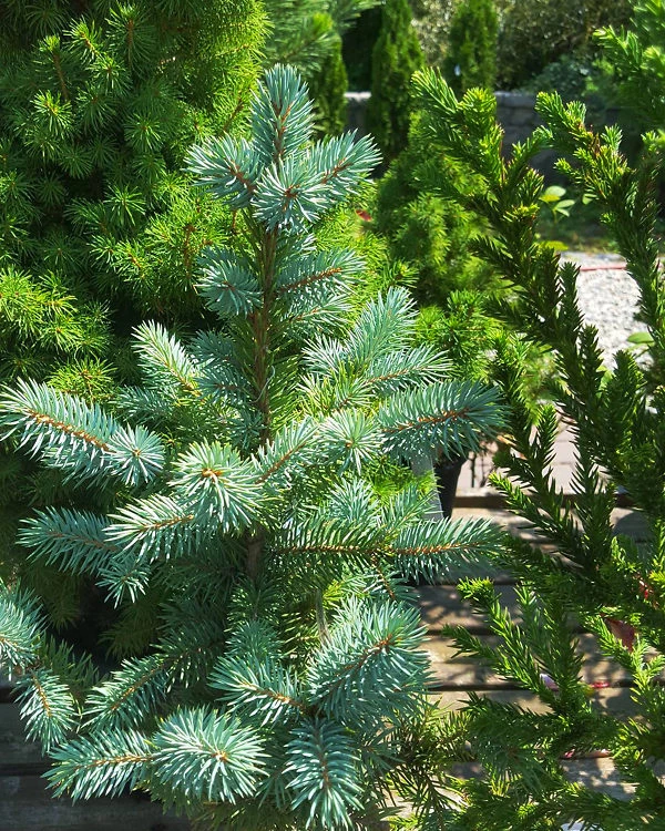 Baby Blue Eyes Spruce 2 Baby Blue Eyes Spruce - Image 2