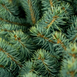 Baby Blue Spruce 9 Baby Blue Spruce -The Tree Center Baby Blue Spruce 7G 05 600x600 1