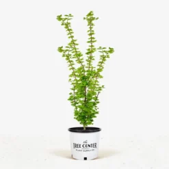 Baby Buttons Vine Maple -The Tree Center Baby Button Vine Maple jpg 600x600 1