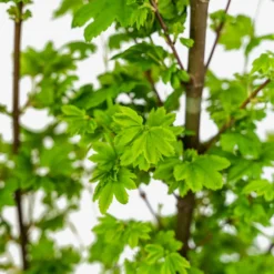 Baby Buttons Vine Maple -The Tree Center Baby Button Vine Maple 5G 02 copy 600x600 1