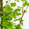 Baby Buttons Vine Maple