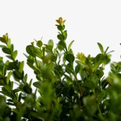 Baby Gem™ Boxwood -The Tree Center Baby Gem Boxwood 3G 03 600x600 1