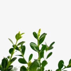 Baby Gem™ Boxwood -The Tree Center Baby Gem Boxwood 5G 2G 04 600x600 1
