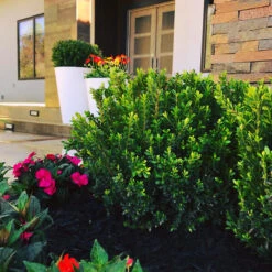 Baby Jade™ Japanese Boxwood -The Tree Center Baby Jade Boxwood 3 copy 600x600 1