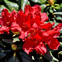 Baden Baden Rhododendron -The Tree Center Baden Baden Rhododendron 1 copy jpg