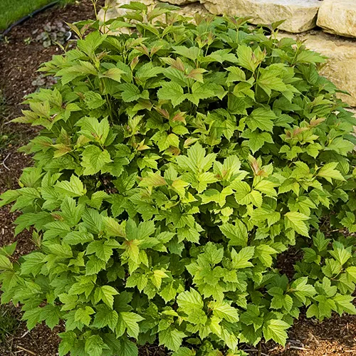 Bailey Compact Viburnum 3 Bailey Compact Viburnum - Image 3