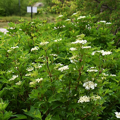 Bailey Compact Viburnum 1 Bailey Compact Viburnum