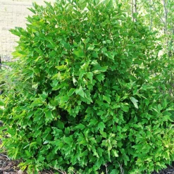 Bailey Compact Viburnum 7 Bailey Compact Viburnum -The Tree Center Bailey Compact Viburnum 4 copy jpg