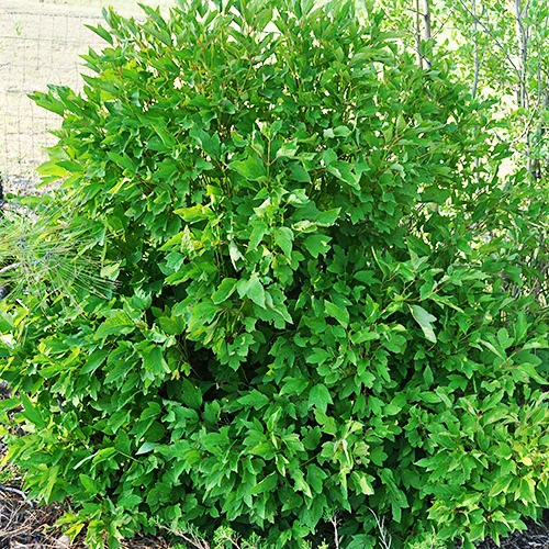 Bailey Compact Viburnum 4 Bailey Compact Viburnum - Image 4