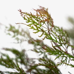 Baldsmith Japanese Maple -The Tree Center Baldsmith Japanese Maple 5G 02 600x600 1