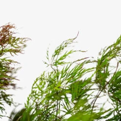 Baldsmith Japanese Maple -The Tree Center Baldsmith Japanese Maple 5G 05 600x600 1