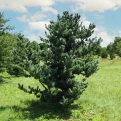 Baldwin Japanese White Pine