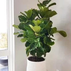 Bambino Fiddle Leaf Fig -The Tree Center Bambino Fiddle Leaf Fig 2 copy jpg