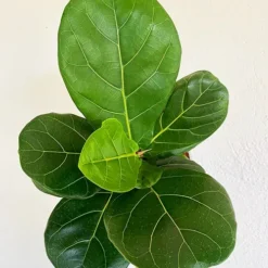 Bambino Fiddle Leaf Fig
