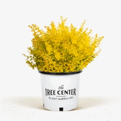 Barberry Aurea Nana -The Tree Center Barberry Aurea Nana 5G 01.1 1 600x600 1