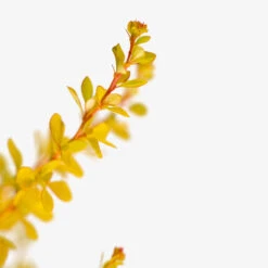 Barberry Aurea Nana -The Tree Center Barberry Aurea Nana 5G 03 copy 600x600 1