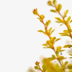 Barberry Aurea Nana -The Tree Center Barberry Aurea Nana 5G 04 copy 600x600 1