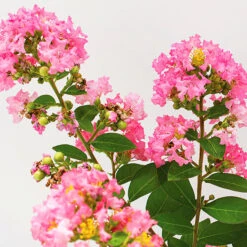 Bellini® Guava Crape Myrtle