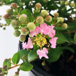 Bellini® Guava Crape Myrtle -The Tree Center Bellini Guava Crape Myrtle 3 copy 600x600 1