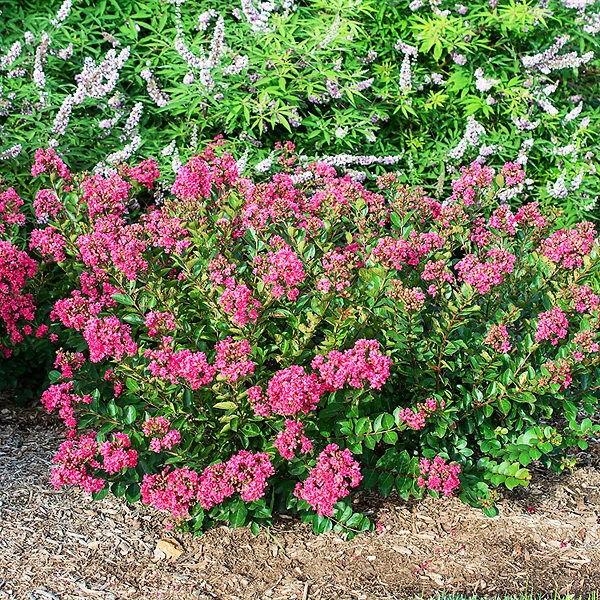 Bellini® Raspberry Crape Myrtle 2 Bellini® Raspberry Crape Myrtle - Image 2
