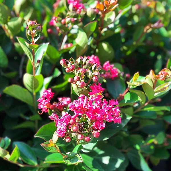 Bellini® Raspberry Crape Myrtle 1 Bellini® Raspberry Crape Myrtle