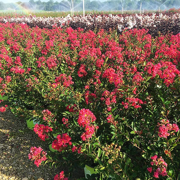 Bellini® Raspberry Crape Myrtle 4 Bellini® Raspberry Crape Myrtle - Image 4