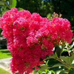 Bellini® Raspberry Crape Myrtle 6 Bellini® Raspberry Crape Myrtle -The Tree Center Bellini Raspberry Crape Myrtle 4 copy 600x600 1