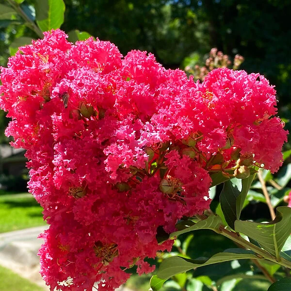 Bellini® Raspberry Crape Myrtle 3 Bellini® Raspberry Crape Myrtle - Image 3