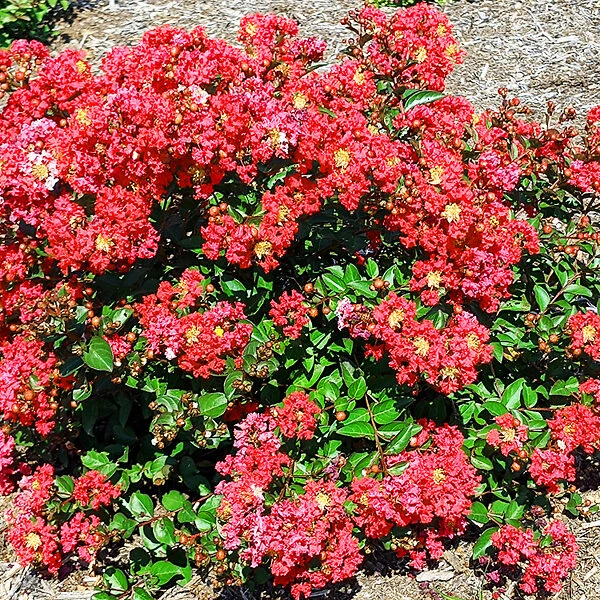 Bellini® Strawberry Crape Myrtle 1 Bellini® Strawberry Crape Myrtle