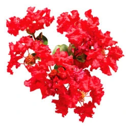 Bellini® Strawberry Crape Myrtle -The Tree Center Bellini Strawberry Crape Myrtle 3 copy 600x600 1