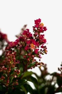 Berry Dazzle Crape Myrtle -The Tree Center Berry Dazzle Crape Myrtle 3G 02 1 600x900 1