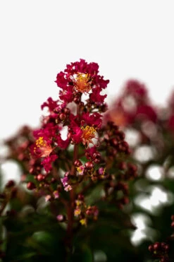 Berry Dazzle Crape Myrtle -The Tree Center Berry Dazzle Crape Myrtle 3G 04 1 600x900 1