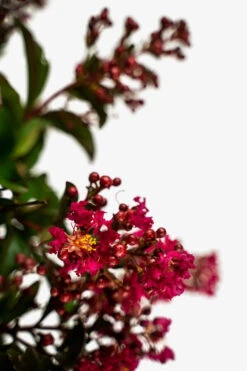 Berry Dazzle Crape Myrtle -The Tree Center Berry Dazzle Crape Myrtle 3G 05 1 600x900 1