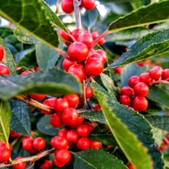 Berry Heavy Winterberry Holly -The Tree Center Berry Heavy Winter Berry Holly 01 600x600 1