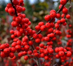 Berry Heavy Winterberry Holly -The Tree Center Berry Heavy Winter Berry Holly 02 1 600x542 1
