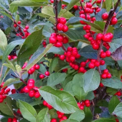 Berry Heavy Winterberry Holly -The Tree Center Berry Heavy Winter Berry Holly 04 600x600 1