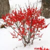 Berry Poppins™ Winterberry Holly