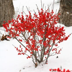 Berry Poppins™ Winterberry Holly