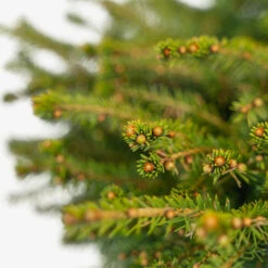Birds Nest Spruce 8 Birds Nest Spruce -The Tree Center Birds Nest Spruce 3G 04 copy 2 600x600 1