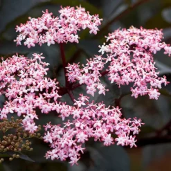 Black Beauty Elderberry -The Tree Center Black Beauty Elderberry 1 copy jpg